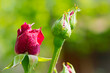 red rose. Rose buds in the garden on a natural background after the rain. flowers and buds of red roses in dew drops. beautiful flowers of a red rose for a holiday, close-up, gentle blurred background