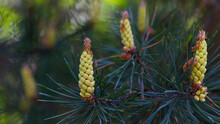 Pinus Resinosa. Young Tender Cones On A Pine Branch In The Forest. Closeup Of Red Pine, Pinus Resinosa, Male Pollen Cone, Pinecone, In Early Spring. Natural Background, Medicinal, Fragrant Needles