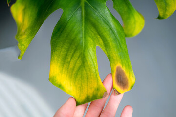 Wall Mural - A female hand holds a monstera leaf with black and yellow spot due to over watering the plant. Plant disease.