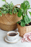 Fototapeta  - Ficus benjamin in a straw basket, maranta kerchoveana and cup of coffee