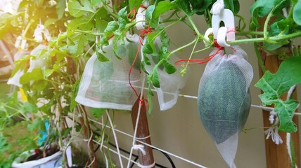 Watermelons planting in the gardens of house along the wall of urban buildings.and net bag  wrapping to prevent insects