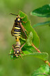 Hornissen-Glasflügler, Bienen-Glasflügler // Hornet moth (Sesia apiformis) 