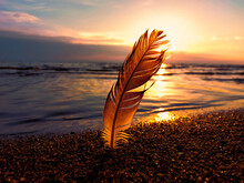 Bird Feather On The Sea Shore At Sunset