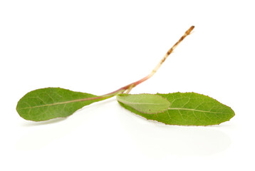 Wall Mural - :Sonchus brachyotus DC on white background