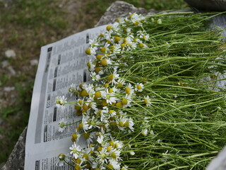 Poster - flowers on the fence