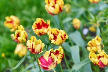 Bright flowers of tulips on a tulip field on a sunny morning