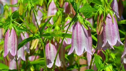 Wall Mural - 4K: Field of pink bells with speck on green nature background  swaying in the wind: a place for text, a flower  background for gardening, an informational video sign for florists