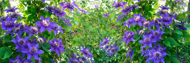 Banner of blue and purple clematis as background. Blue clematis climbs a support against a background of green leaves. Selective focus. In summer, beautiful flowers bloom in the s