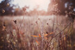 © Aleksandra Konoplya - Autumn wild grass on a meadow in the rays of the golden hour sun. Seasonal romantic artistic vintage autumn field landscape wildlife background with morning sunlight
