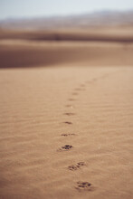 Animal Footprints In The Desert Sand