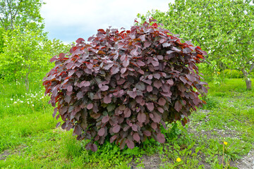 Wall Mural - Common hazel, purple form (Corylus avellana (L.) H. Karst. f. Purpurea), a general species. Spring Garden