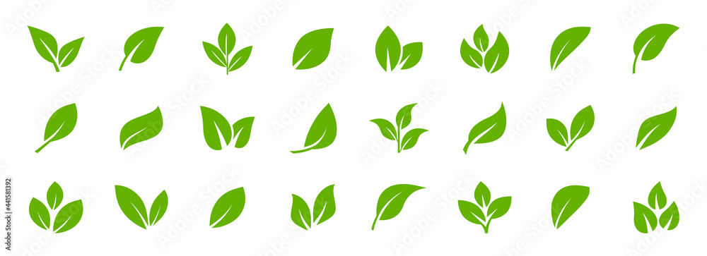 Set of green leaf icons. Leaves of trees and plants. Leaves icon. Collection green leaf. Elements design for natural, eco, bio, vegan labels. Vector illustration. - obrazy, fototapety, plakaty 