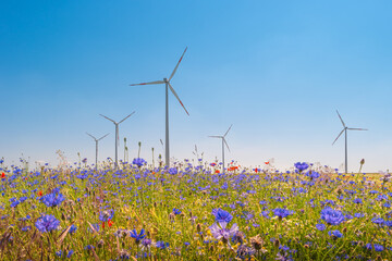 Wall Mural - Beautiful farm landscape with wheat field, red poppies, white chamomile and blue cornflowers (Centaurea Cyanus) with wind turbines to produce green energy in Germany, Summer, at sunny day and blue sky