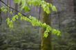 misty and rainy spring forest in Emmental