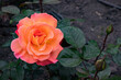 róża, pomarańczowy kwiat, ogród różany, przyroda, kwiaty, róża