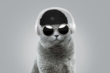 Funny Hipster Cat With Fashionable Hat And Vintage Round Sunglasses Listens To Music In White Wireless Headphones On Gray Background. Creative Idea Concept. Animal Style