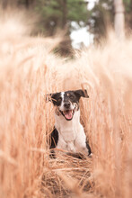 Dog In The Middle Of A Wheat Field