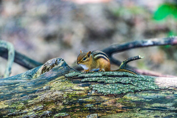 Wall Mural - Chipmunk On A Log