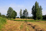 Fototapeta  - Yellow hay harvesting in golden field landscape. Rows of freshly cut hay on a summer field drying in the sun