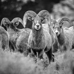 Bighorn sheep in the mountains