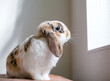 A Lop eared rabbit sitting indoors and looking out of a window