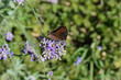 Farfalla dalle ali iridescenti