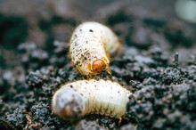 Life In The Garden, Larvae Cetonia Aurata On The Ground. Larva Of Scarab Beetle (Scarabaeidae). Cetonia Aurata, Green Rose Chafer. Larva Of Goldsmith Beetle. 