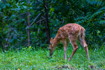 A pretty white tail fawn deer with blue eyes bending down to eat green grass under a canopy of trees and leaves.