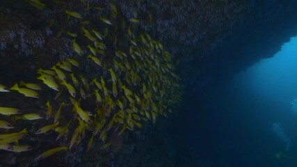 Wall Mural - big shoal of bluestriped snapper fish aka lutjanus kasmira in tropical waters of maldives in shadow 