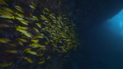Wall Mural - big shoal of bluestriped snapper fish aka lutjanus kasmira in tropical waters of maldives in shadow 