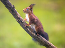 Red Squirrel Mindful On Branch