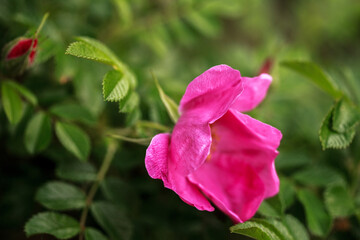 Big pink wild rose flower on the green branch in the green natural background, pink rosehip flowers, macro