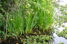 Flag Iris Growing In Shallow Lake Marsh Water