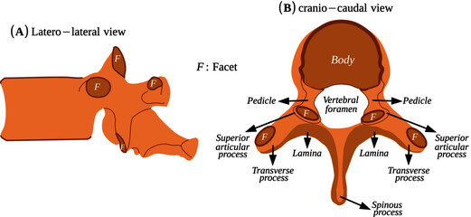 Poster - Typical vertebra of the humans spine