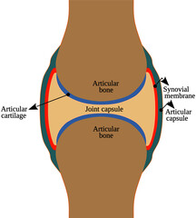 Poster - structure of a synovial joint