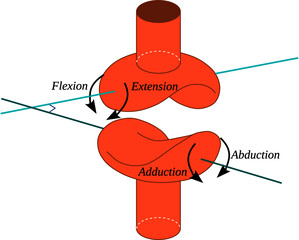Poster - Saddle joint is a type of synovial joint that allow articulation by reciprocal reception