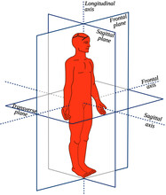 Anatomical Planes And Axes In A Human-All Body Movements Occur In Different Planes And Around Different Axes