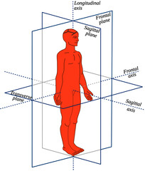 Fototapete - anatomical planes and axes in a human-all body movements occur in different planes and around differ