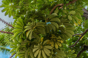 Wall Mural - Schefflera actinophylla is a tree in the family Araliaceae. Australia umbrella tree, Queensland umbrella tree, octopus tree and amate. Fort DeRussy Beach Park, Waikiki, Honolulu, Oahu, Hawaii