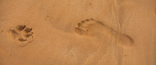 Human Footprint Beside Dog Foot Prints On The Sand Tropical Beach.