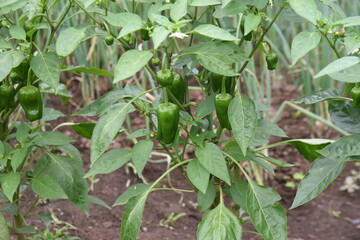 Sticker - Green pepper flowers and fruits. Kitchen garden.