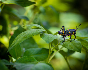 Wall Mural - Grasshopper Black and Yellow in Its Habitat