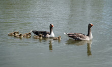 Greylag Geese And Their Goslings Swimming On The Water