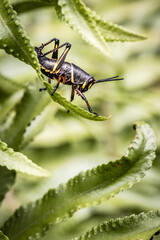 Wall Mural - grasshopper on leaf