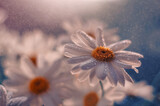 Fototapeta Kwiaty - Kwiaty makro