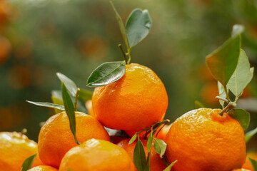 Wall Mural - Closeup of ripe mandarin oranges with green leaves in blur background.