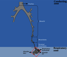 Fototapete - the tracheobronchial tree is the branching tree of airways