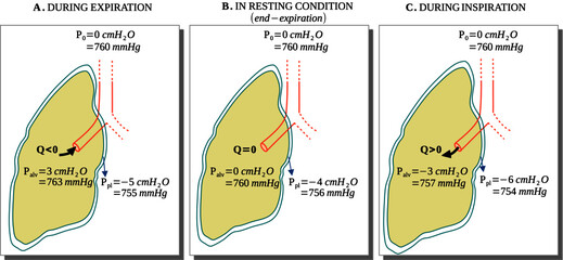 Fototapete - alveolar and pleural pressure changes during inspiration and expiration