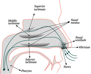 Poster - air flow in the human nose – formation of turbulence in the nasal airflow in humans