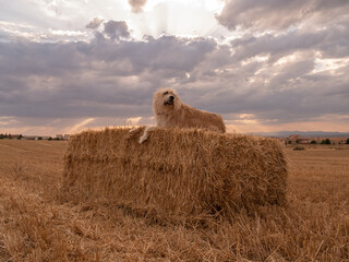 Poster - Cute Maremmano-Abruzzese Sheepdog lying on a haystack in a field